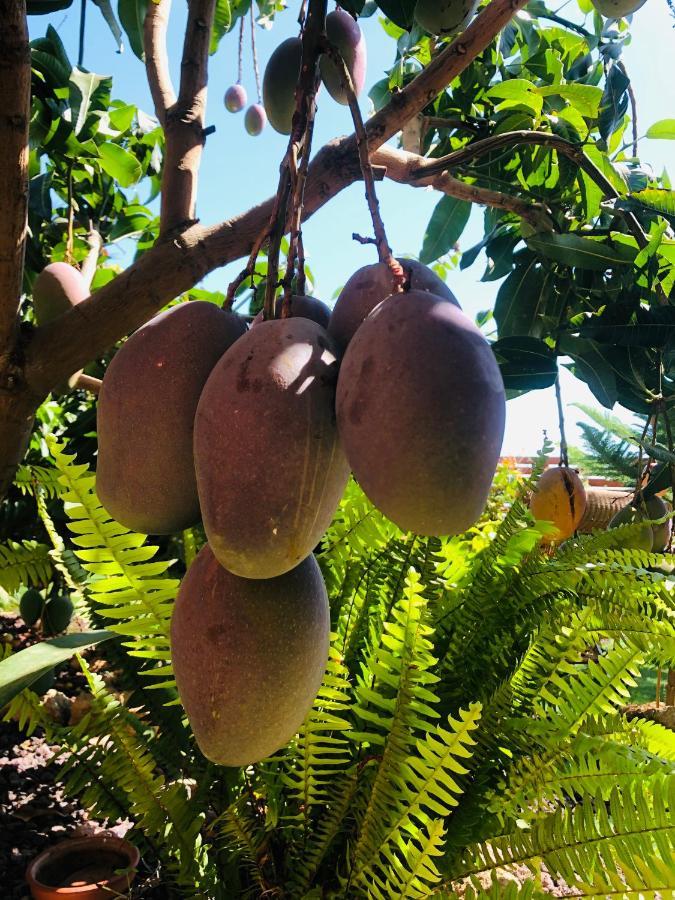 Afrikan Krisant Tenerife, Casa Rural Ecologica Arafo Екстериор снимка