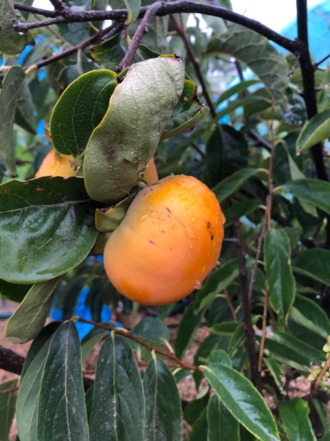 Afrikan Krisant Tenerife, Casa Rural Ecologica Arafo Екстериор снимка