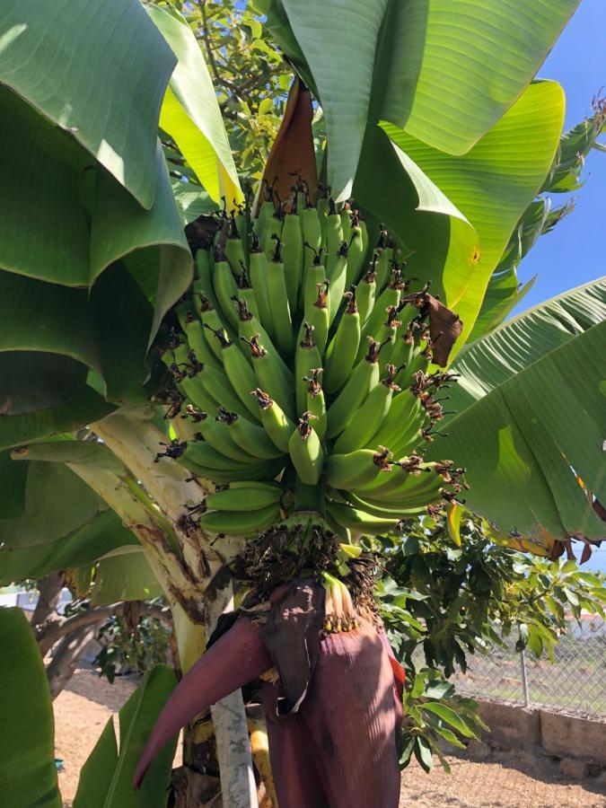 Afrikan Krisant Tenerife, Casa Rural Ecologica Arafo Екстериор снимка